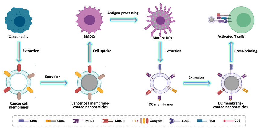 上海交大刘尽尧团队Small:基于仿生纳米树突状细胞的肿瘤疫苗平台的图1